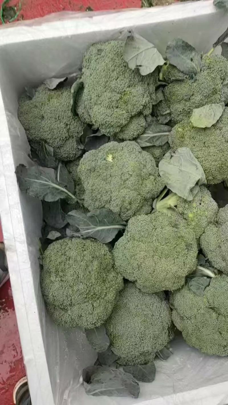 西兰花！产地直发！精品包装，储存加工保质保量！欢迎订购！
