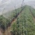 商薯19苗大量上市，基地直发，热烈欢迎新老朋友选购