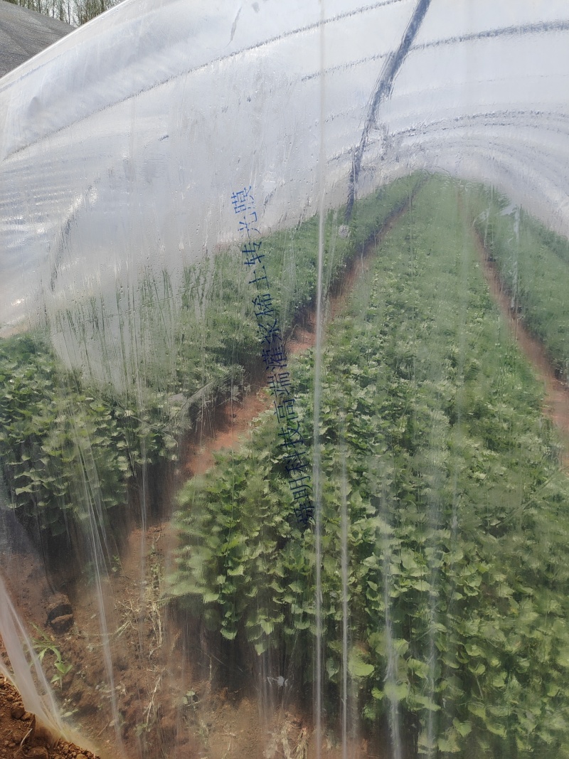 商薯19苗大量上市，基地直发，热烈欢迎新老朋友选购