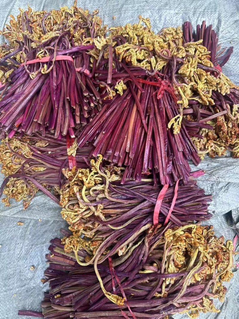 腌制蕨菜