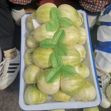 辽宁陆地甜瓜大量上市京蜜香瓜品种多货源充足欢迎联