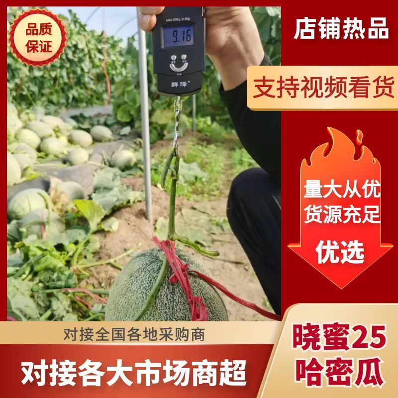 【万人抢购】甘肃民勤哈密瓜晓蜜25号产地直发量大价优