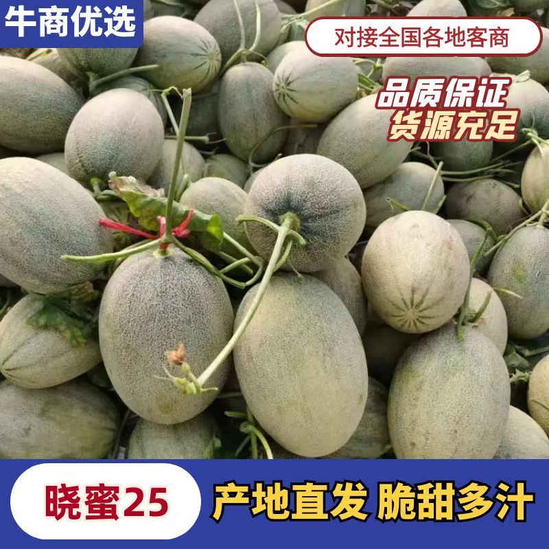 【万人抢购】甘肃民勤哈密瓜晓蜜25号产地直发量大价优