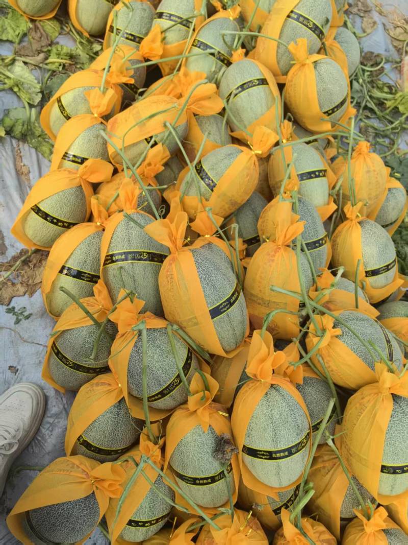 【万人抢购】甘肃民勤哈密瓜晓蜜25号产地直发量大价优