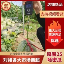 【平台推荐】实力商家甄选民勤哈密瓜晓蜜25号量大价优