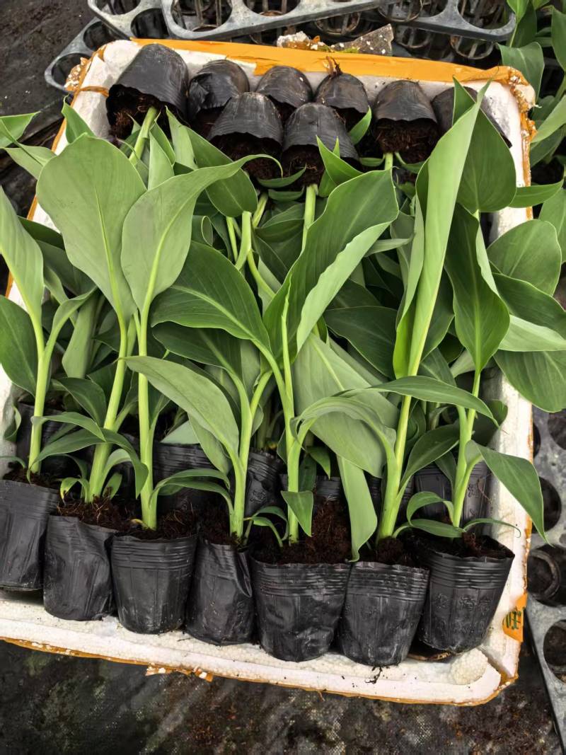 广西农科院国家农业局制种的香蕉苗，粉蕉苗，芭蕉苗，西贡蕉