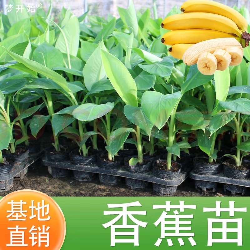广西农科院国家农业局制种的香蕉苗，粉蕉苗，芭蕉苗，西贡蕉