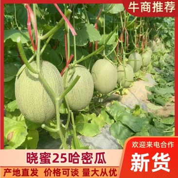 【火爆热卖】我在产地直发民勤哈密瓜晓蜜25号量大从优