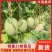 【火爆热卖】我在产地直发民勤哈密瓜晓蜜25号量大从优