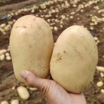 荷兰土豆肥城原产地表皮干净无擦伤机械伤现挖先发全国接单耐储存