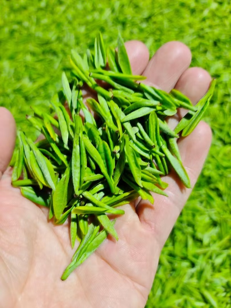 2025年新茶-霍山黄芽茶