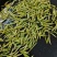 2025年新茶-霍山黄芽茶