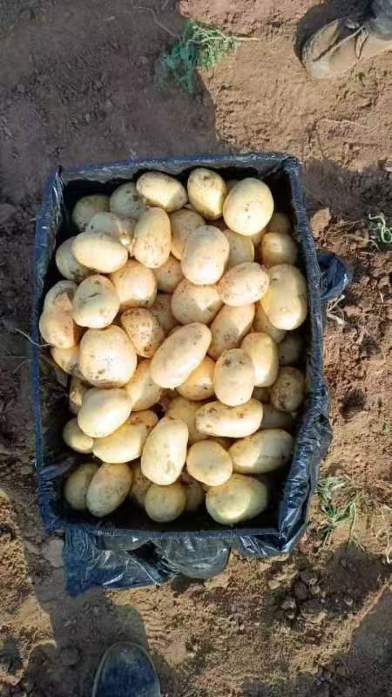 荷兰土豆肥城原产地表皮干净无擦伤机械伤现挖先发全国接单耐储存