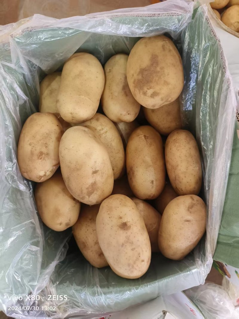 荷兰土豆肥城原产地表皮干净无擦伤机械伤现挖先发全国接单耐储存