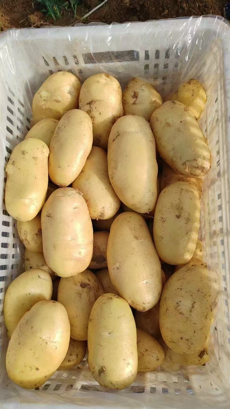 荷兰土豆肥城原产地表皮干净无擦伤机械伤现挖先发全国接单耐储存