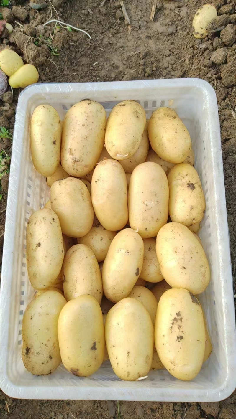 荷兰土豆肥城原产地表皮干净无擦伤机械伤现挖先发全国接单耐储存
