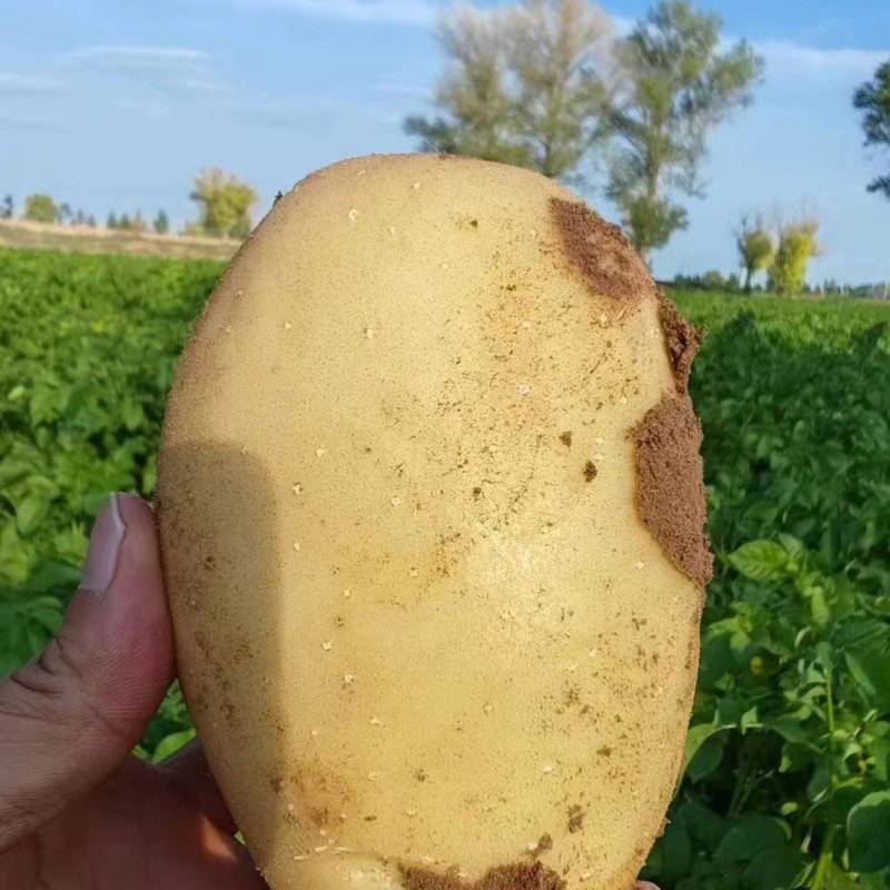 泰安沃土土豆货量大可以视频看货实地看货满意为止货量大署形好