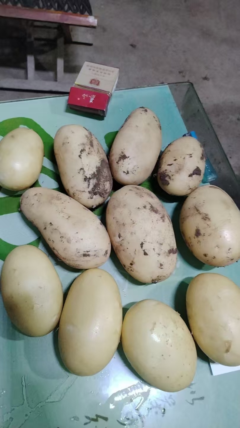 泰安沃土土豆货量大可以视频看货实地看货满意为止货量大署形好