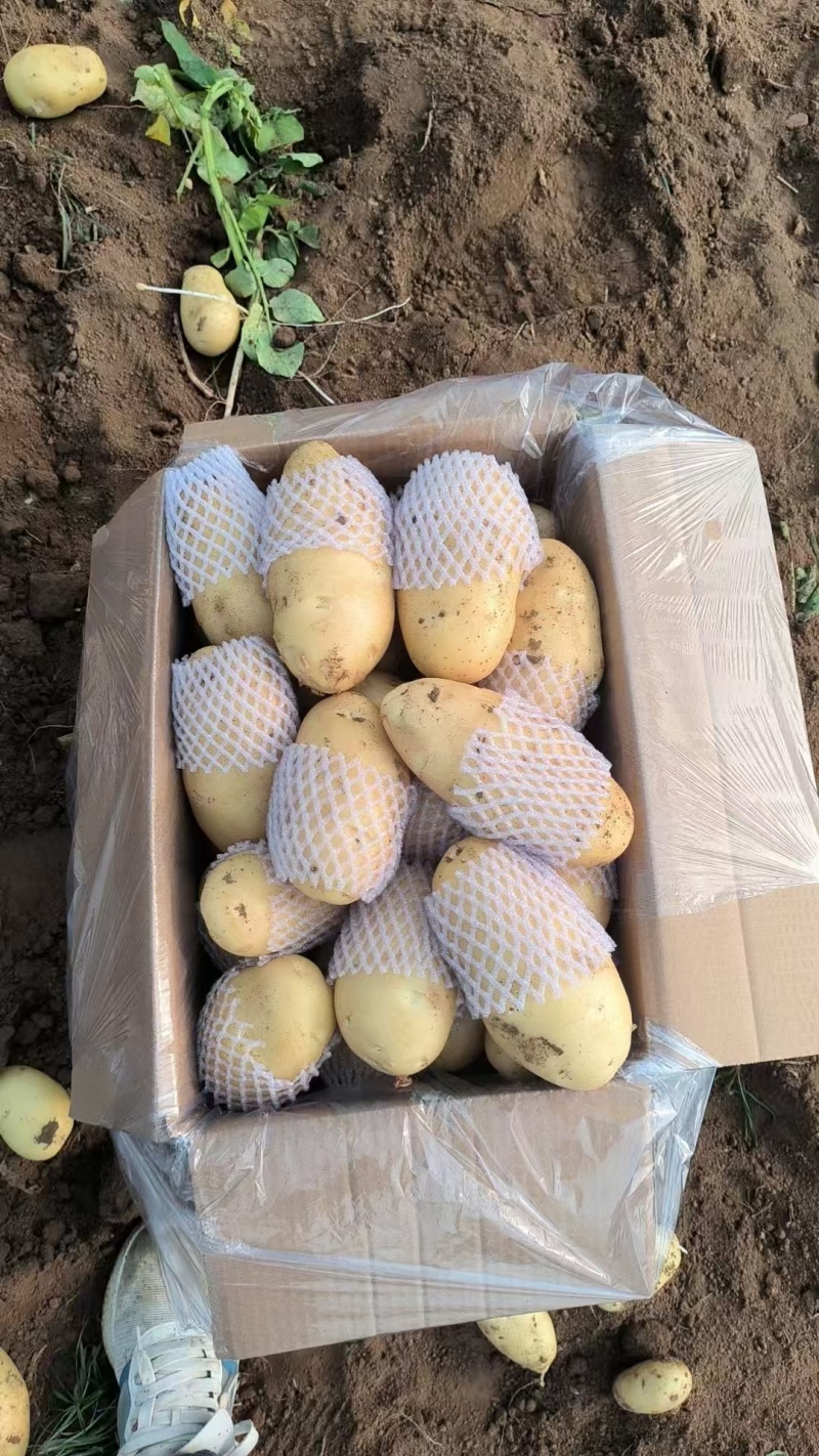 泰安沃土土豆货量大可以视频看货实地看货满意为止货量大署形好