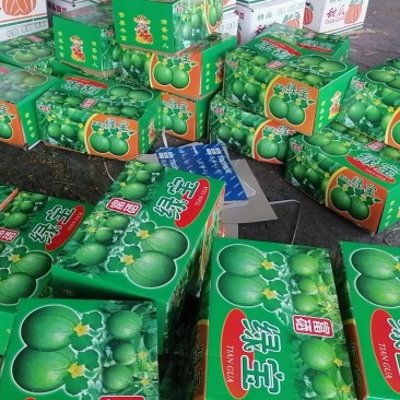 精品绿宝甜瓜！产地货源充足，合作共赢