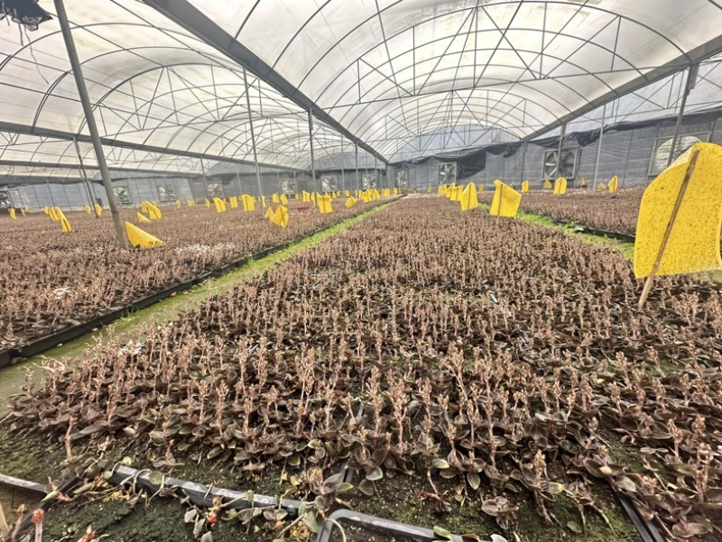 林下仿野生小圆叶开花干品现烤现发货
