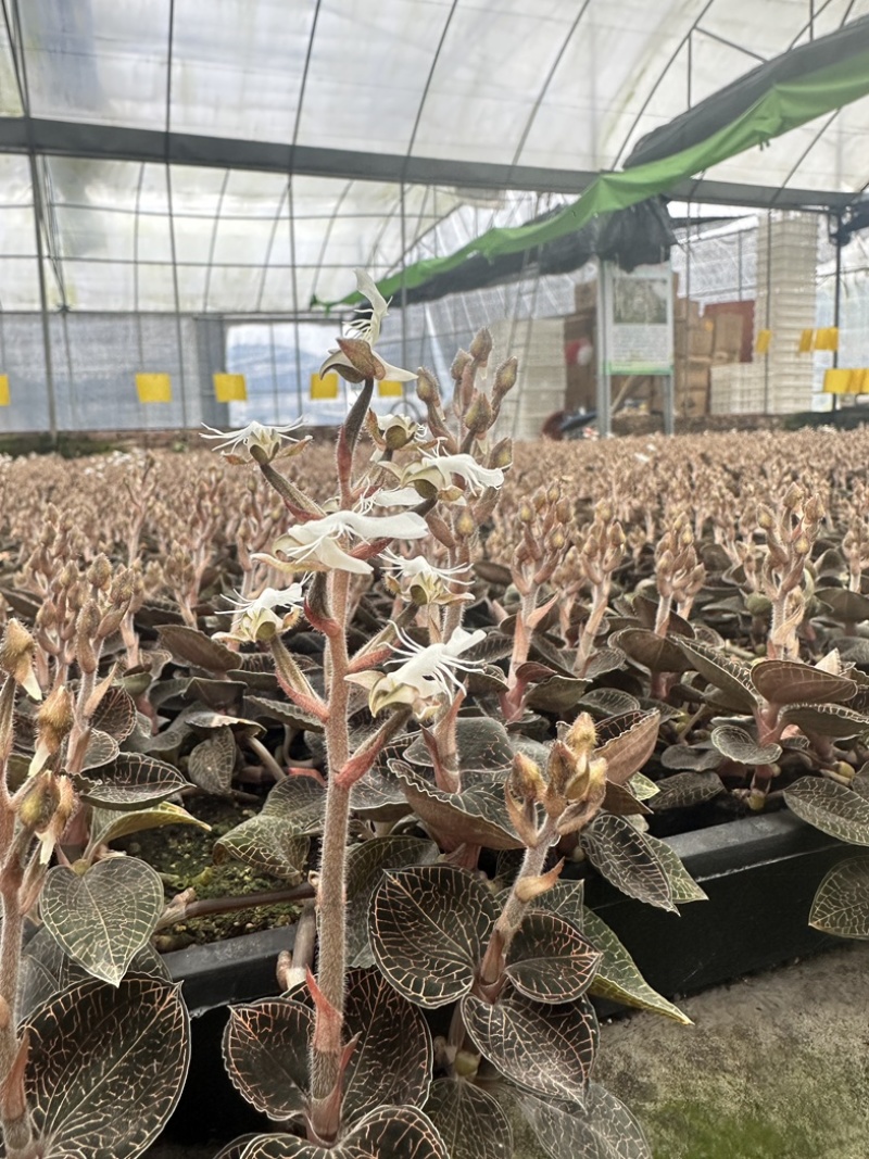 林下仿野生小圆叶开花干品现烤现发货