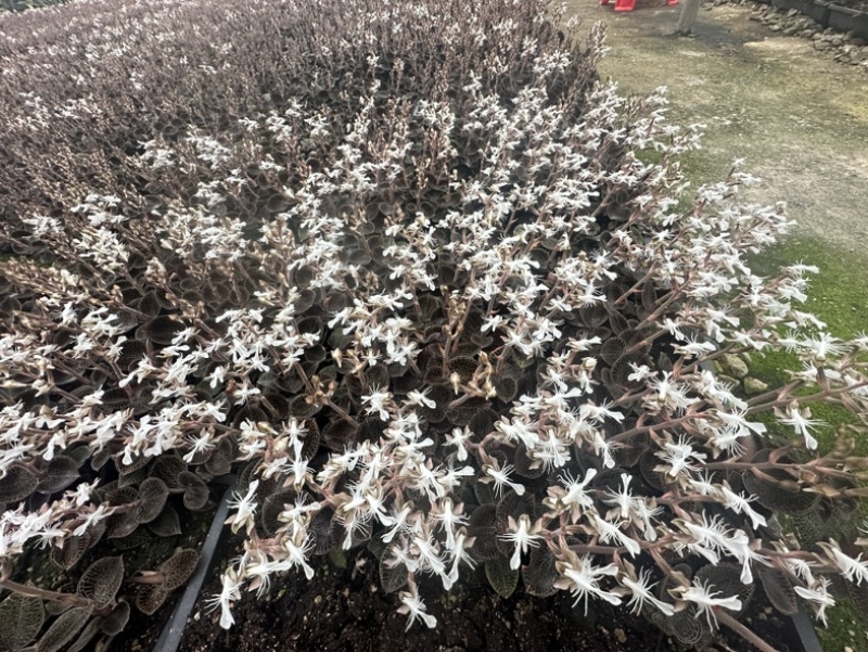 林下仿野生小圆叶开花干品现烤现发货