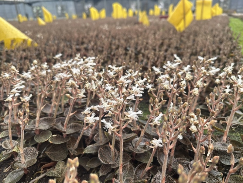 林下仿野生小圆叶开花干品现烤现发货