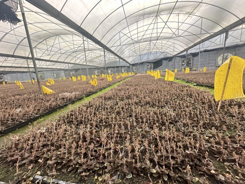林下仿野生小圆叶开花干品现烤现发货