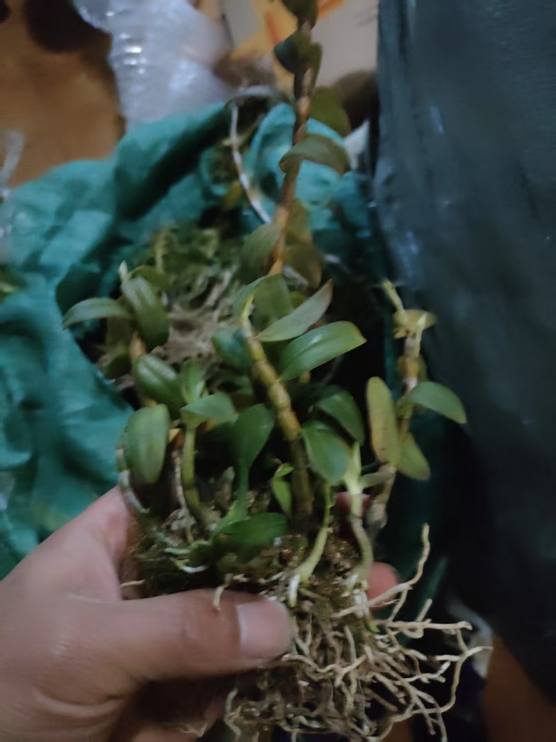 铁皮石敷苗