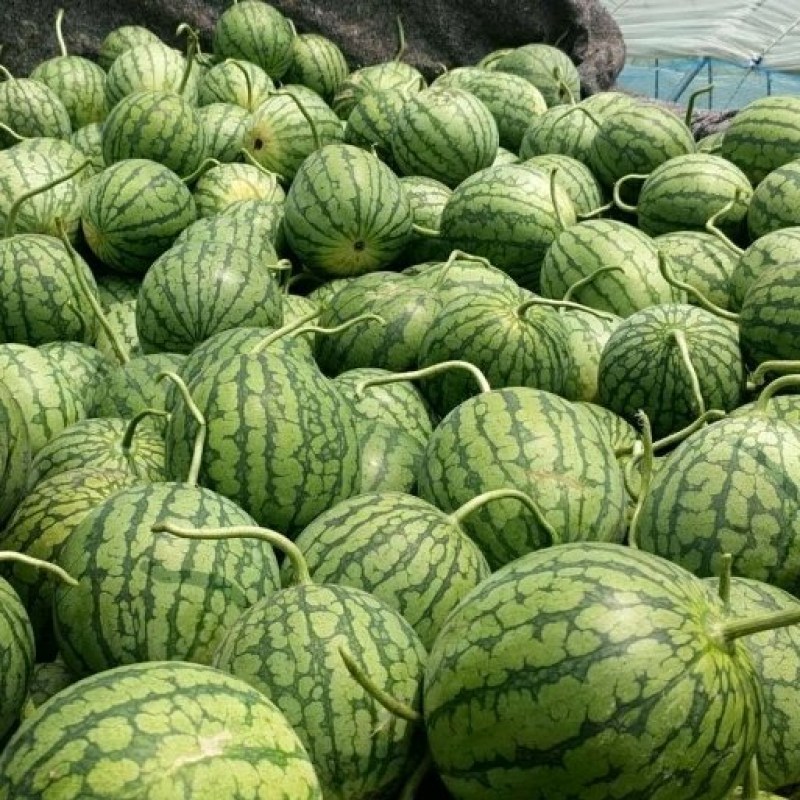 【实力推荐】特小凤西瓜/精品西瓜/对接电商商超批发市场/