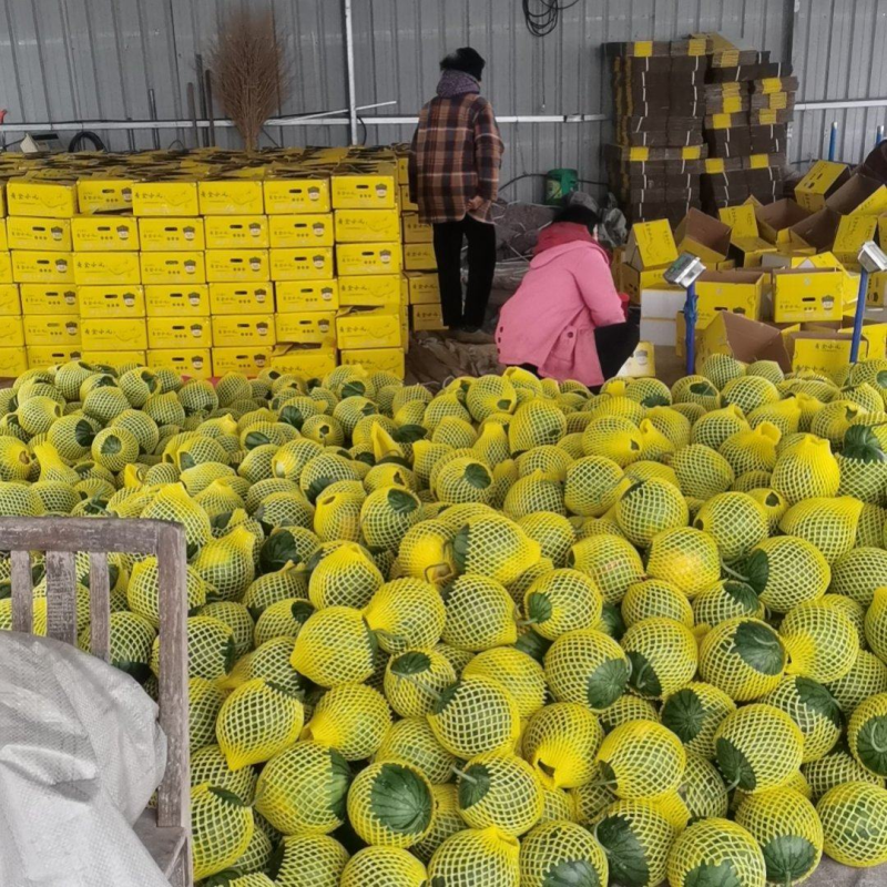 【实力推荐】特小凤西瓜/精品西瓜/对接电商商超批发市场/