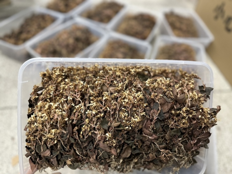 林下种植金线莲干品福建南靖金线莲红霞爆花干品