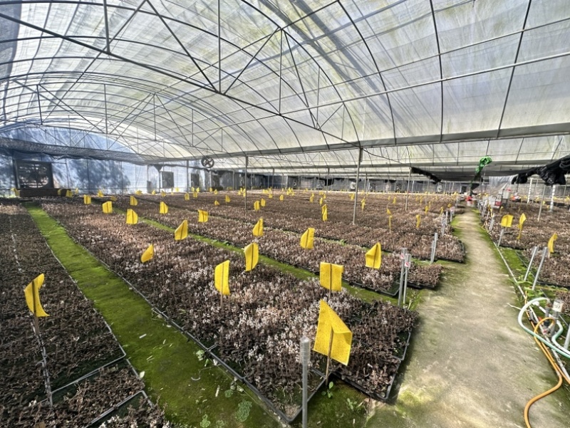 林下种植金线莲干品福建南靖金线莲红霞爆花干品