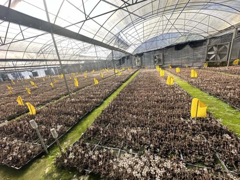 林下种植金线莲干品福建南靖金线莲红霞爆花干品