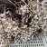 林下种植金线莲干品福建南靖金线莲红霞爆花干品
