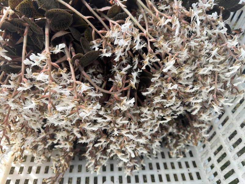 林下种植金线莲干品福建南靖金线莲红霞爆花干品