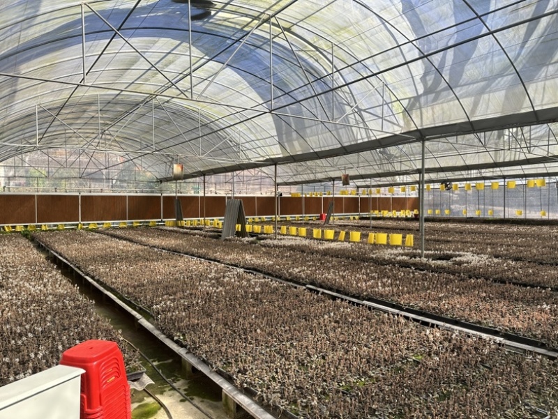 林下种植金线莲干品福建南靖金线莲红霞爆花干品