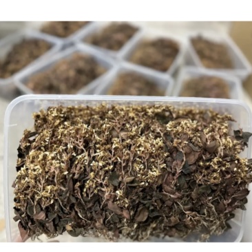 林下种植金线莲干品福建南靖金线莲红霞爆花干品
