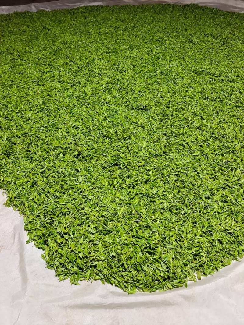 手工黄芽茶
