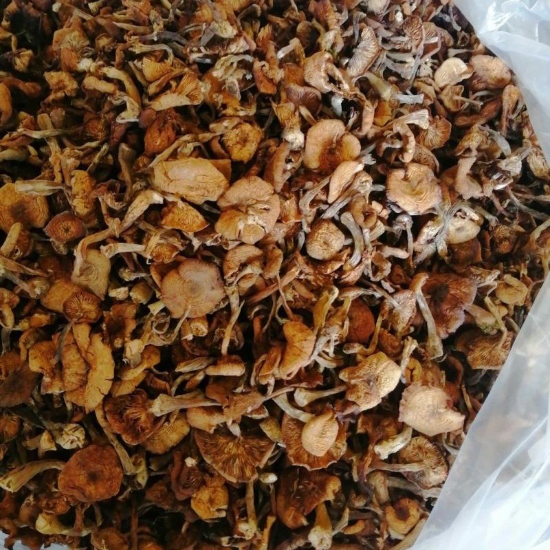 黑龙江榛蘑