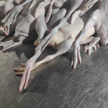 广东黑棕鹅尾鹅鹅肉货源充足基地直销保质保量欢迎咨询