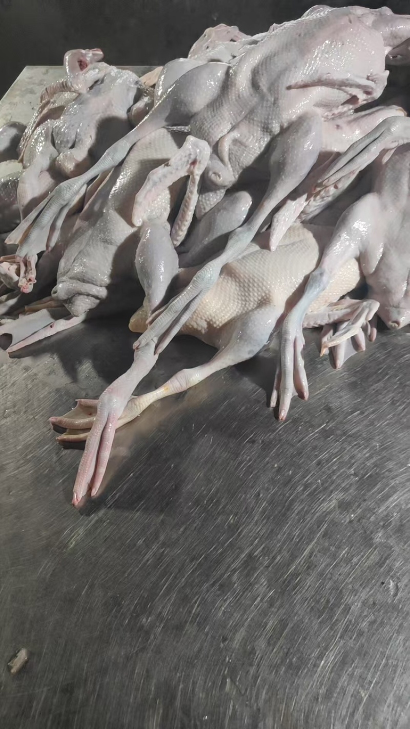 广东黑棕鹅尾鹅鹅肉货源充足基地直销保质保量欢迎咨询
