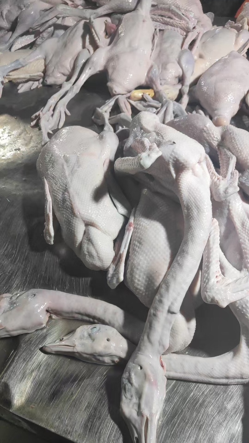 广东黑棕鹅尾鹅鹅肉货源充足基地直销保质保量欢迎咨询