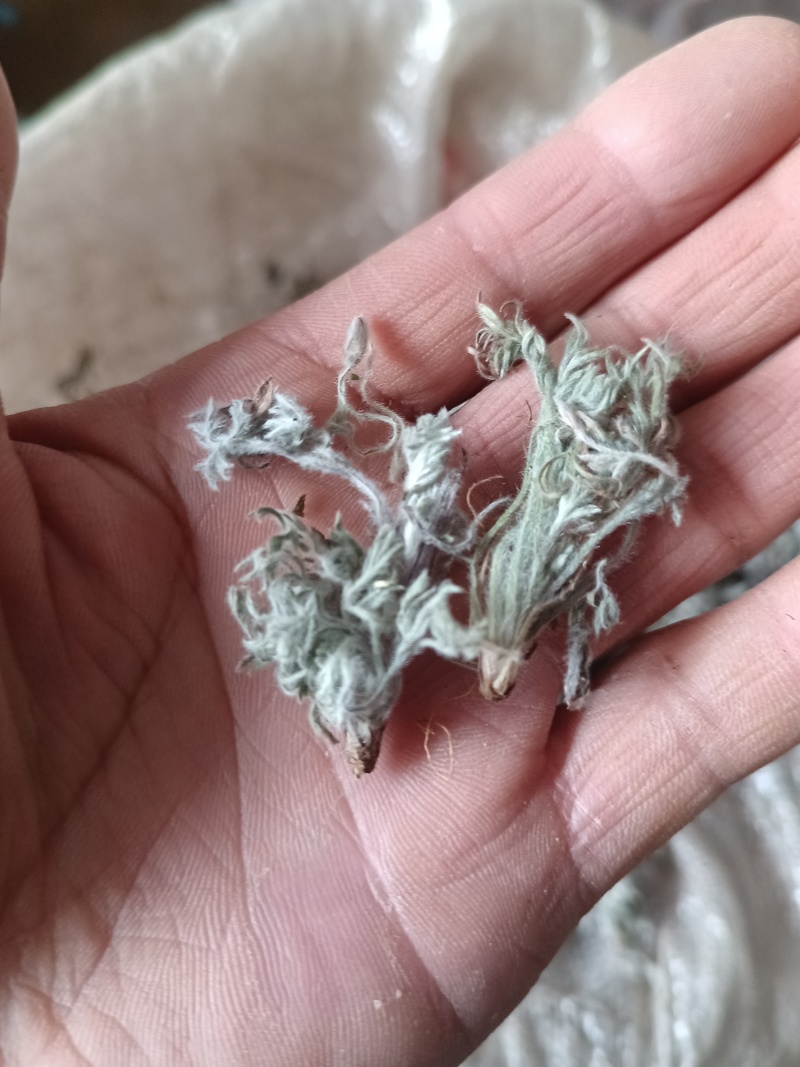 茵陈蒿白蒿苗干货身干无杂精选货