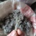 茵陈蒿白蒿苗干货身干无杂精选货
