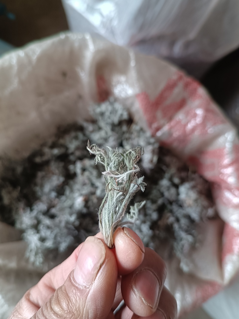 茵陈蒿白蒿苗干货身干无杂精选货