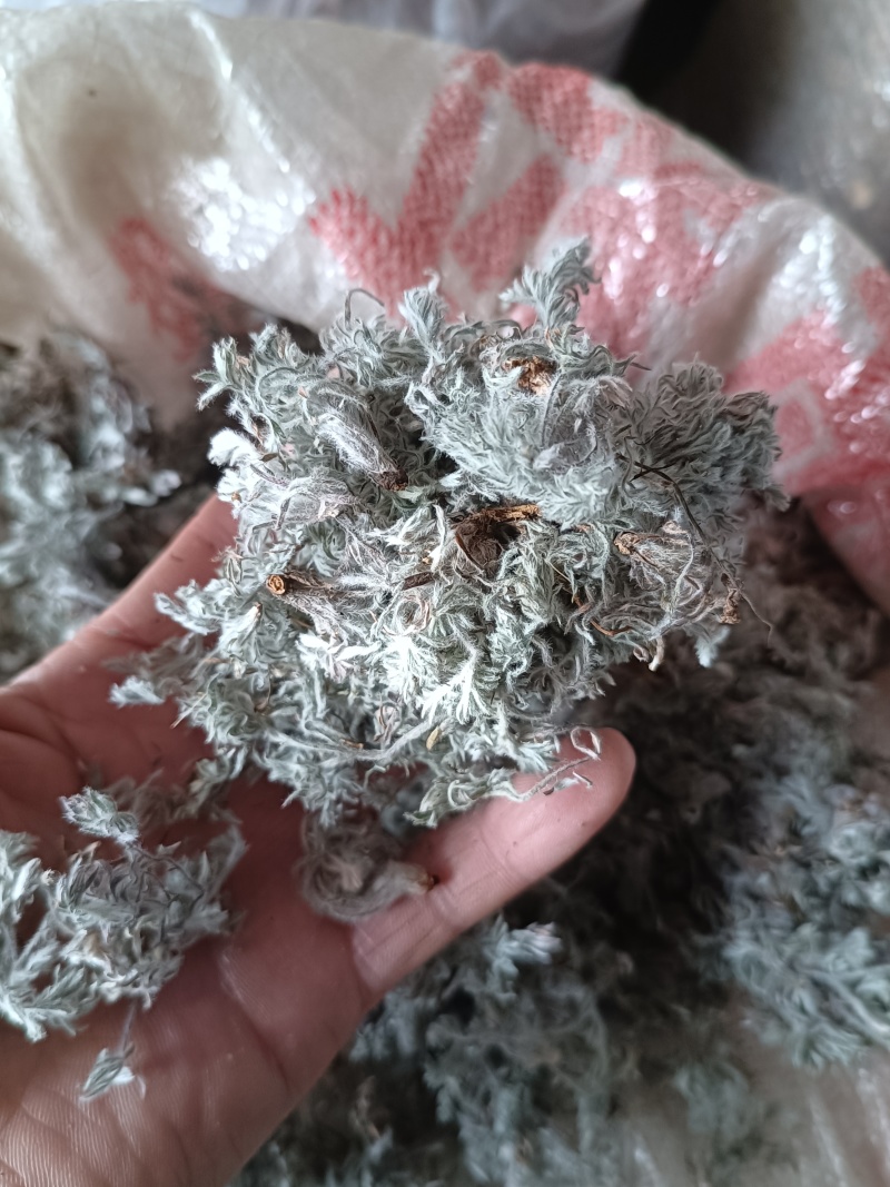 茵陈蒿白蒿苗干货身干无杂精选货