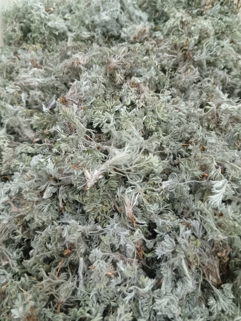 茵陈蒿白蒿苗干货身干无杂精选货