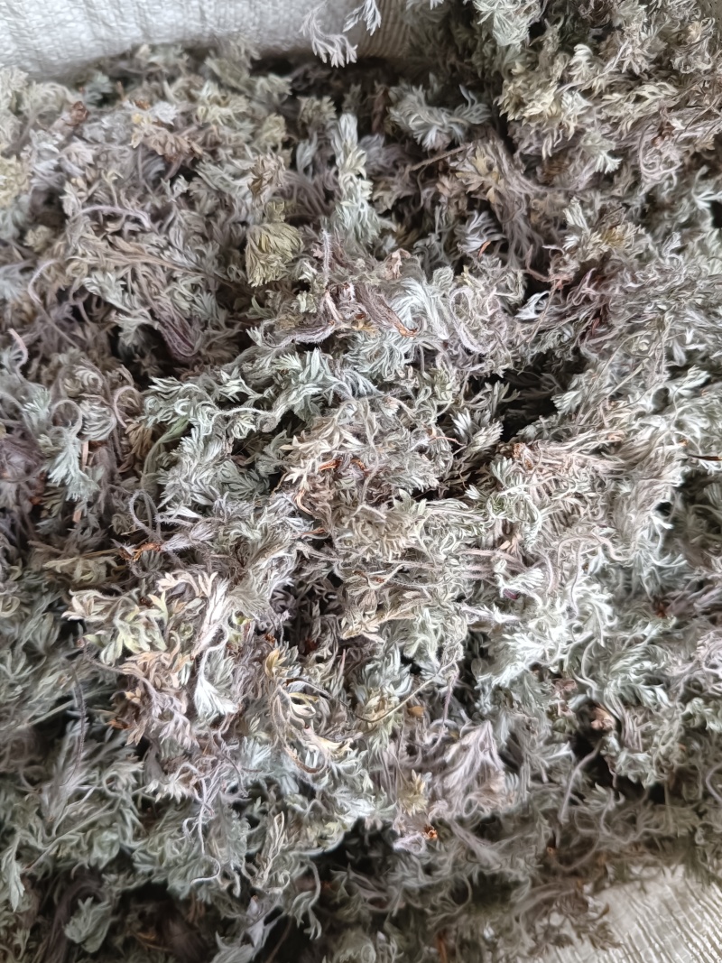 茵陈蒿白蒿苗干货身干无杂精选货